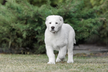 Central Asian Shepherd Dog puppy. White puppy. Dog litter. Kennel. Gigant dog breed puppy