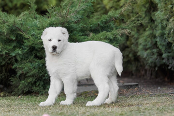 Central Asian Shepherd Dog puppy. White puppy. Dog litter. Kennel. Gigant dog breed puppy