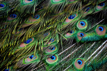Macro photo of a beautiful peacock tail feathers.