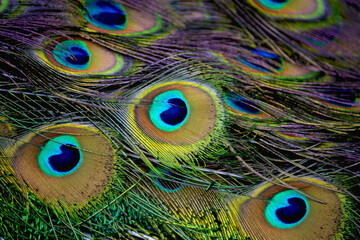 Macro photo of a beautiful peacock tail feathers.