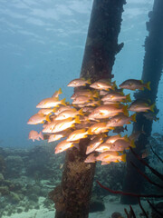 Fish salt pier Bonair