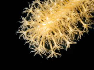 Close up yellow coral