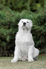 Central Asian Shepherd Dog puppy. White puppy. Dog litter. Kennel. Gigant dog breed puppy