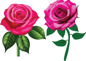 Red Rose Vector Art And Illustration