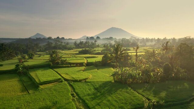 Cinematic drone scene of rice fields on background majestic volcano Gunung Agung or Mount Agung at sunrise located in the district of Karangasem, Bali, Indonesia. 4K Aerial Agriculture Tourism Texture