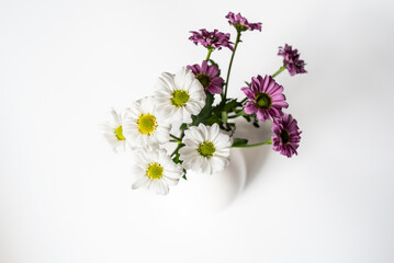 Blumen / weißer Hintergrund