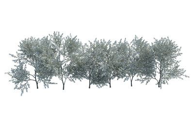 Blackthorn bush alpha channel png