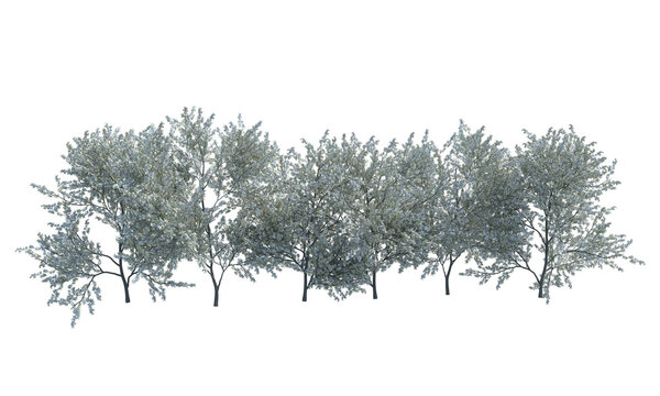 Blackthorn bush alpha channel png