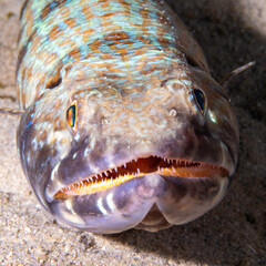 Lizard fish