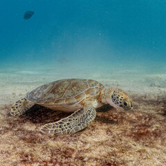 Sea turtle eating