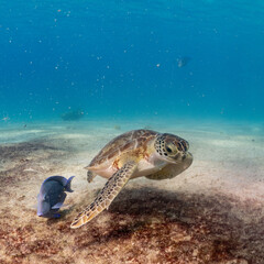 Sea turtle eating