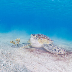 Sea turtle eating
