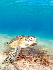 Obraz premium Sea turtle eating