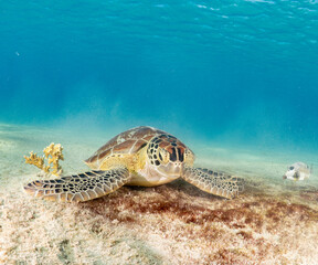 Sea turtle eating