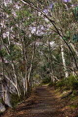 Lake Catani lakeside walk Mt Buffalo Victoria Australia