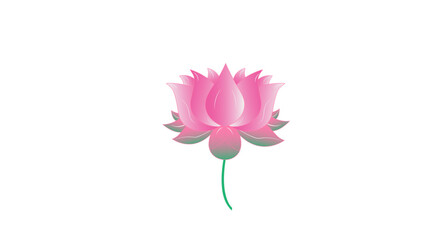 pink lotus flower illustration