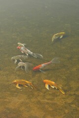 Big Golden fish or Craft fish (KOI) in big pound