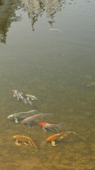 Big Golden fish or Craft fish (KOI) in big pound