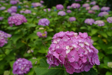 日本の多摩川台公園の紫陽花の花