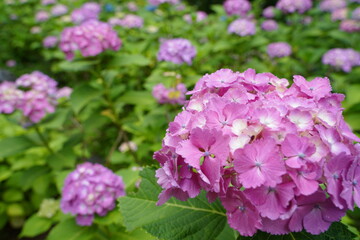 日本の多摩川台公園の紫陽花の花