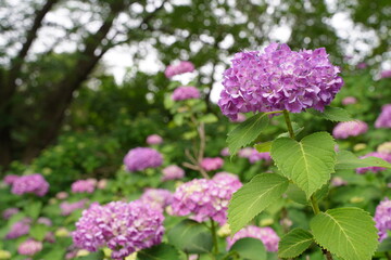 日本の多摩川台公園の紫陽花の花