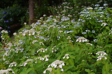 日本の多摩川台公園の紫陽花の花