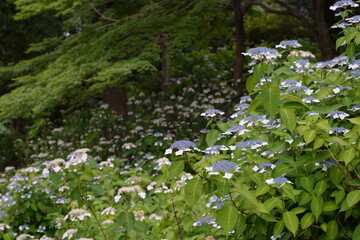 日本の多摩川台公園の紫陽花の花