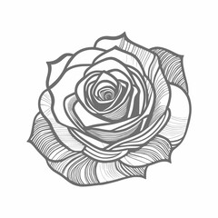 Nice Roses  Vector artwork coloring page, coloring book, black outline hand drawn sketch. Vector element for natural, wedding design, plant, botanical illustration, coloring book, line art.