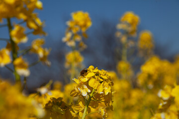 ミツバチと菜の花