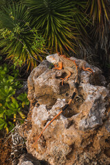 Florida Nature (Biscayne Bay)