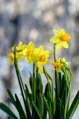 Beautiful Spring banner with fresh yellow daffodil flowers grow in pot on windowsill