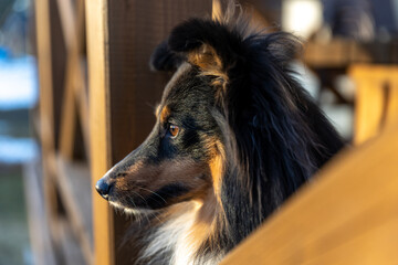 Black white with sable tan shetland sheepdog, sheltie outdoors profile portrait. Adorable small...