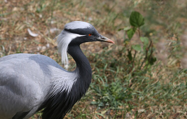 The demoiselle crane (Grus virgo). Close-up head portrait.