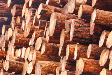 Stacked freshly cut logs. Natural pine wood. Deforestation. Timber factory