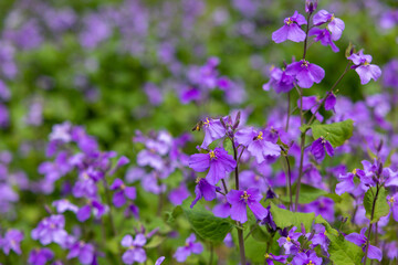 一面の紫の花