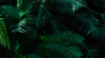 Fototapeta na wymiar Fern leaves on dark background in forest. Dense dark green fern leaves in garden. Nature abstract background. Fern at tropical forest. Exotic plant. Beautiful dark green fern leaf texture background.