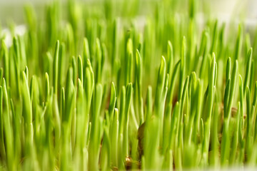 Fototapeta na wymiar Young green barley grass growing in soil