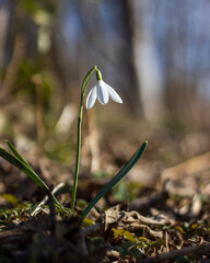 spring snowdrop flowers