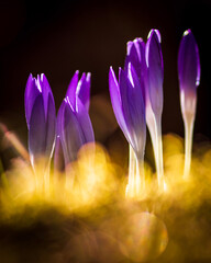 crocuses in the night