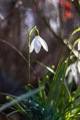 snowdrop flowers in snow