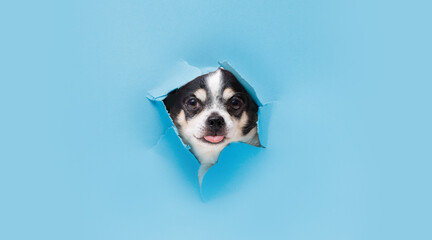 Smiling dog on trendy blue background. Lovely fluffy dog climbs out of hole in colored background. Wide angle horizontal wallpaper or web banner. Free space for text.