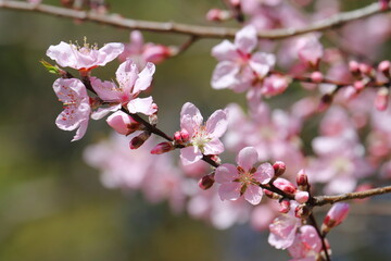 アーモンドの花