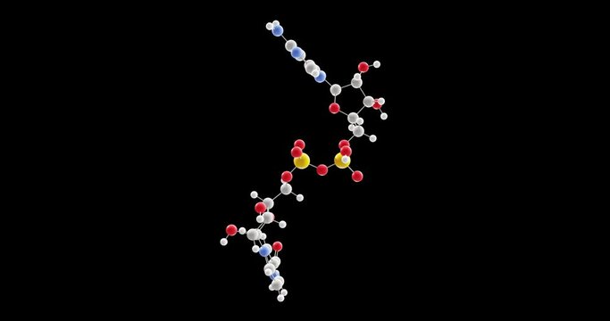 Nicotinamide adenine dinucleotide molecule, rotating 3D model of coenzyme C21H27N7O14P2, looped video with alpha channel