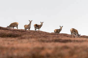 Red deer on the hillside, Perthshire, Scotland
