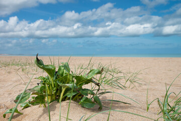 Plage Ouistreham Normandie