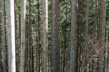 trees in the forest