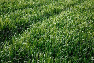 Field belonging to Aiman Mohammed Omar Dararmi, a client of ACAD Finance, in Ras al Farrah, West Bank, Palestine.