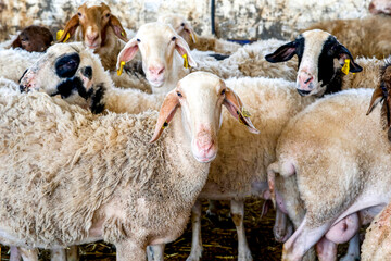 Naklejka premium Agricultural cooperative in Beit Furik, West Bank, Palestine, co-financed by a loan from ACAD Finance..Sheep.