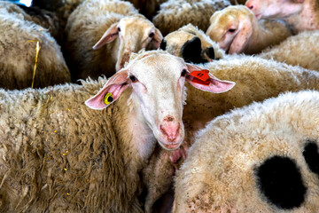 Obraz premium Agricultural cooperative in Beit Furik, West Bank, Palestine, co-financed by a loan from ACAD Finance..Sheep.