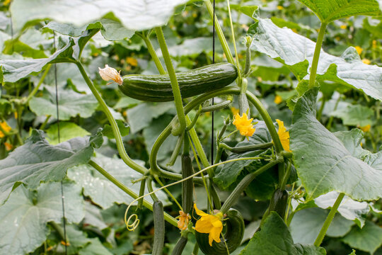 Greenhouse belonging to Mahmoud Salaheddin Salahat, a client of ACAD finance, in Wadi al Farrah, West Bank, Palestine. Close-up on growing cucumbers